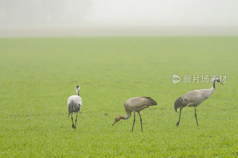 在迁徙季节的普通鹤(Grus Grus)